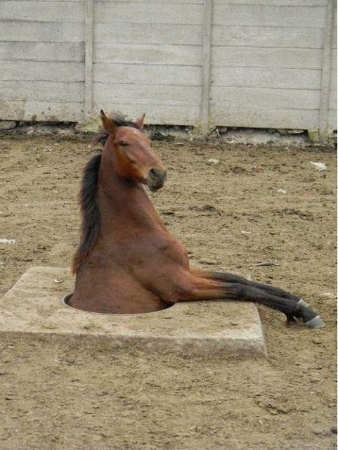 animals in funny positions