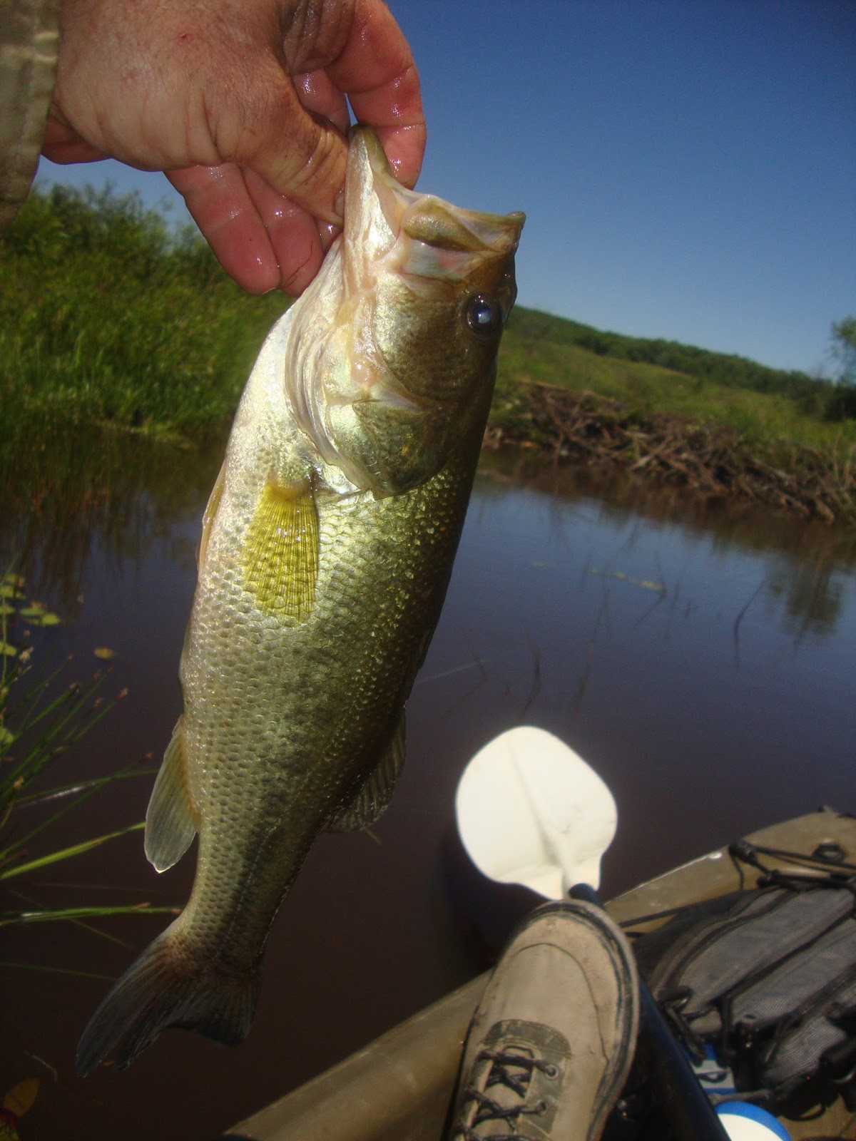 Mojo Bass Fly Rod: Lobs Large Bugs, Feeds Bass in their Face