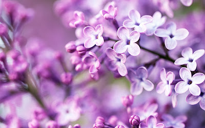 SPRING HD WALLPAPERS  62