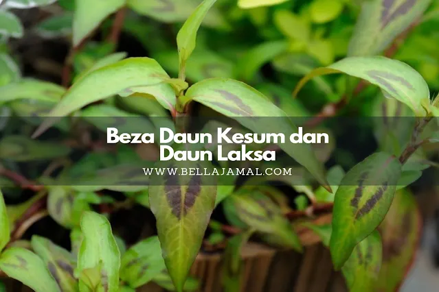 Beza Daun Kesum dan Daun Laksa (Vietnamese coriander, Vietnamese Mint)