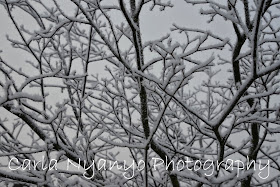 frosty branches 2