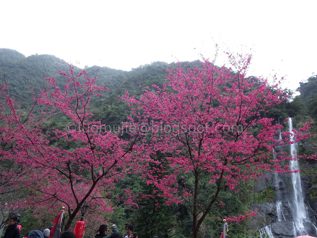 Wulai cherry blossom