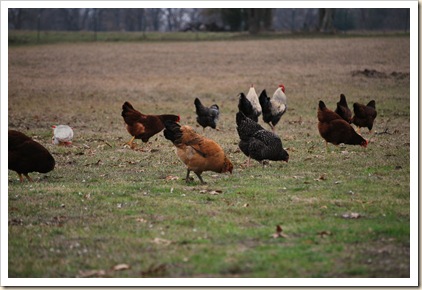 hens in field