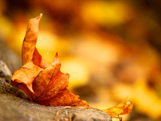 Autumn Leaf wallpaper