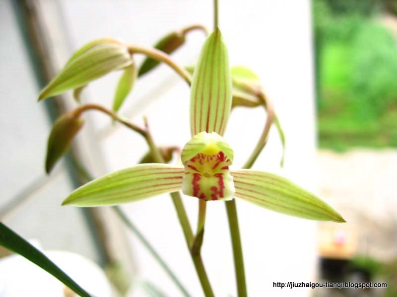 兰花 花:lanhua-09020511555051