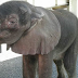 These truckers pulled over to help a newborn elephant who suddenly appeared thirsty.