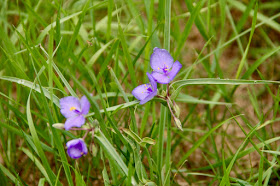 thriving spiderwort