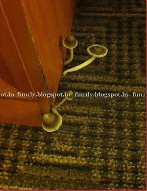 fun1ly.blogpsot (4)