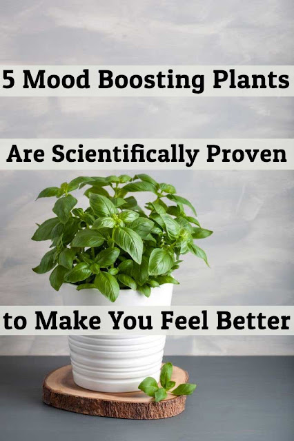 5 Mood Boosting Plants Are Scientifically Proven to Make You Feel Better