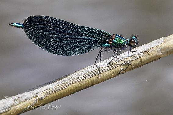 Blauflügel-Prachtlibelle (Calopteryx virgo)