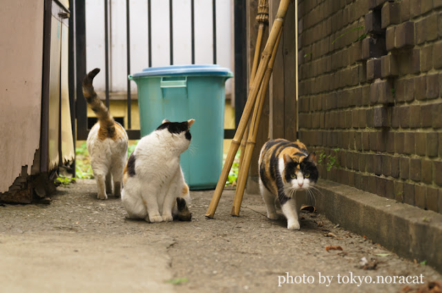 猫の写真