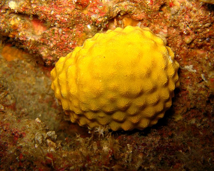 10 Contoh Hewan  Porifera  Beserta Gambar  Dan Penjelasannya 