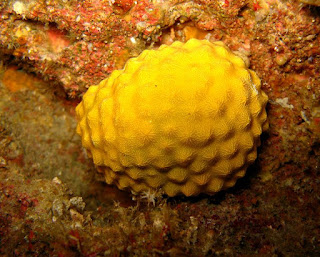 10 Contoh  Hewan  Porifera  Beserta Gambar Dan Penjelasannya 