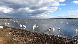 ウトナイ湖の白鳥（10月）
