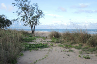 Coastal grassland hermit crab habitat