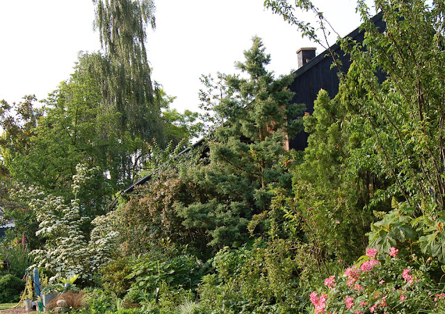 Les arbres de jardin, ossature du jardin, feuillage persistants ou caduques, conifères, arbres à fleurs