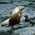 California sea lion HD Wallpapers