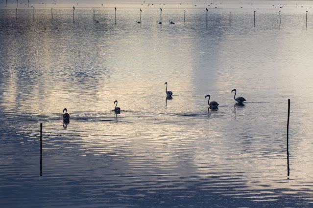 Fenicotteri al Parco naturale Molentargius-Saline a Cagliari