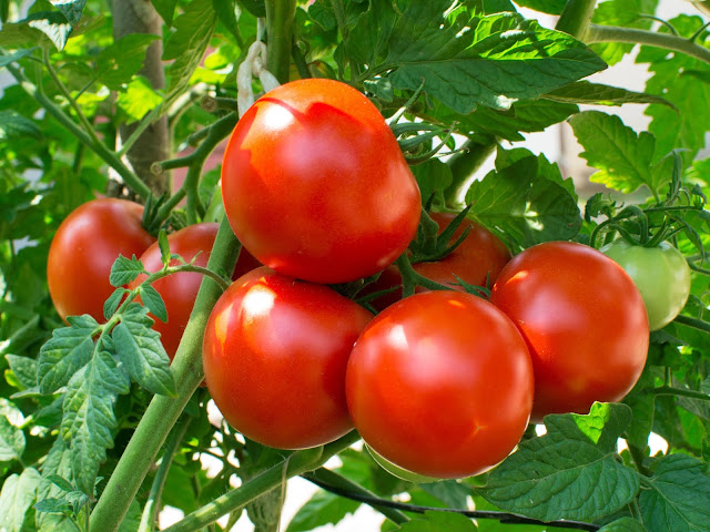 Pianta di Pomodoro