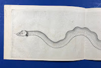 Diagram of the head and serpentine body of the supposed Gloucester sea serpent.