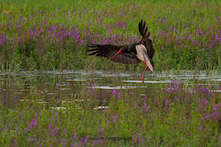 Wildlifefotografie Lippeaue Schwarzstorch