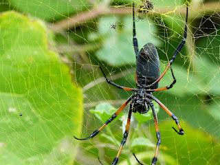 Nephila inaurata - Néphile dorée - Bibe