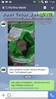 Harga Jual Telur Jangkrik Super Tujuan Ponorogo Jawa Timur 085656642692