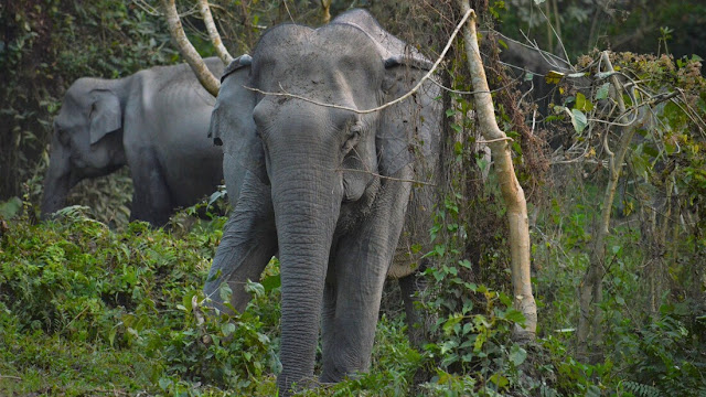 Indische Olifanten in Kaziranga N.P.