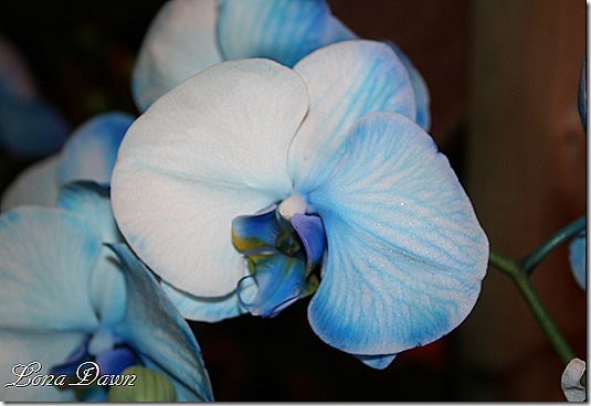 HGS_Orchid_BluePhalaenopsis3