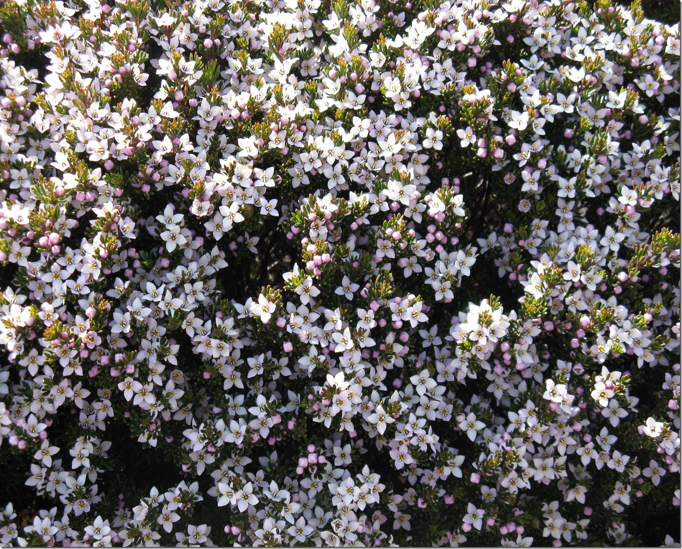 Boronia citriodora