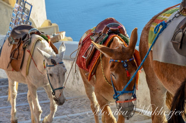 Donkey Santorini Greece by Monika Mukherjee