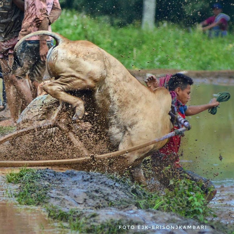 Unduh 400 Koleksi Gambar Hewan Lucu Bahasa Minang Terbaik HD