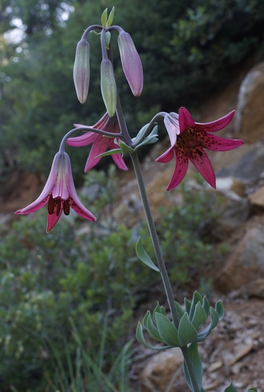 Лилия Боландера (Lilium bolanderi)