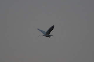 Great White Egret