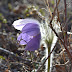 Pasque Flower 2013