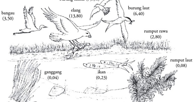 Pencemaran Air : Pengertian, Penyebab, Contoh, Dampak 