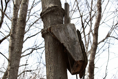 home-made tree stand at wetland's edge