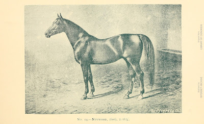 An old sepia tone engraving of a very sleek horse.