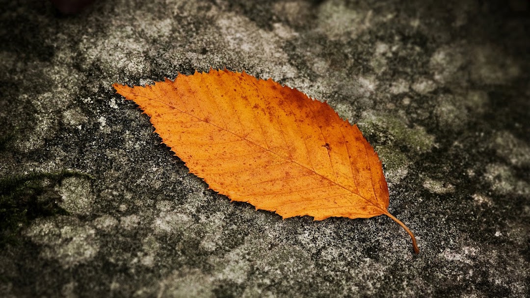 Leaves Macro HD Wallpaper 4