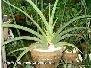 plant trees ademium