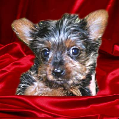 Yorkie pup