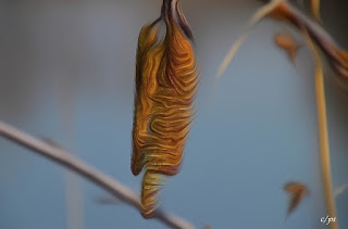 Blaetter, Laub, Baum, Leaves, deciduous tree, Blare, bladwisselende boom, Lë, pemë qumeshtit, Lišće, listopadno drvo, Листа, широколистни дървета