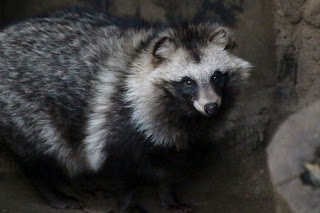 Raccoon dog