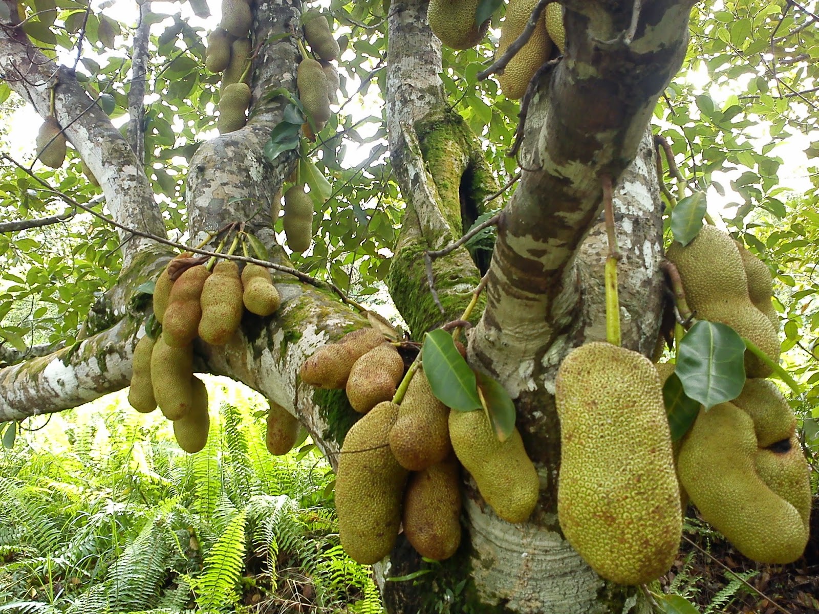 Manfaat Buah Cempedak