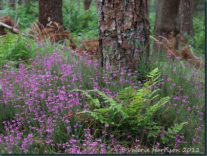 7-bell-heather