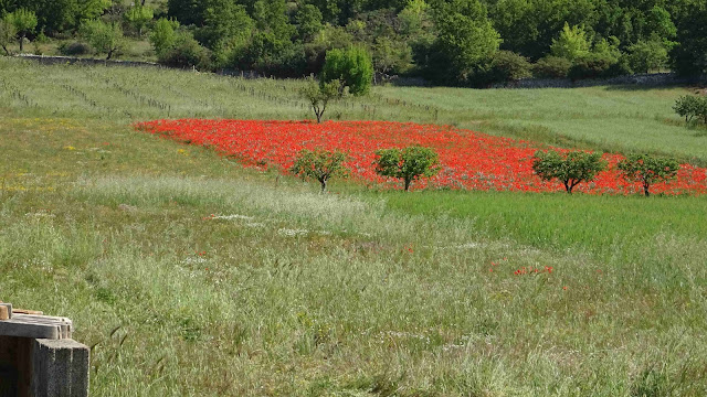 Puglia in May: Valle d'Itria - Alberobello