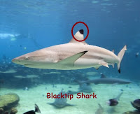 foto ikan hiu jenis blacktip / sirim hitam