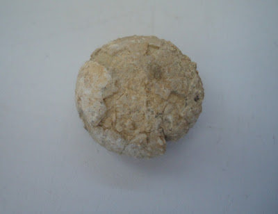 Fossil Sea Urchin / Echinoid 