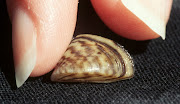 Zebra mussel, Dreissena polymorpha image by Amy Benson, U.S. Geological .