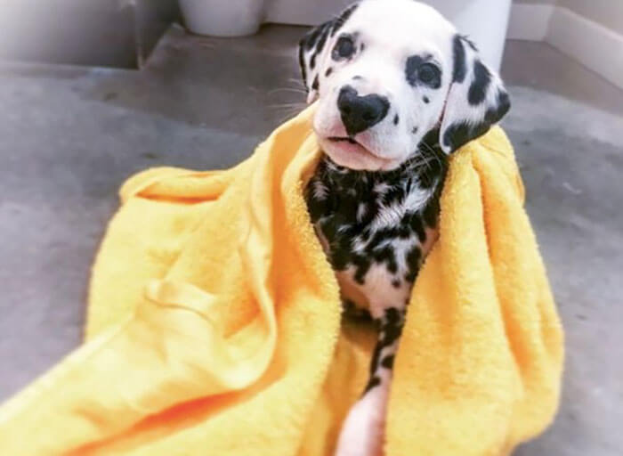 Meet Wiley, The Cutest Dalmatian Dog With A Heart On His Nose